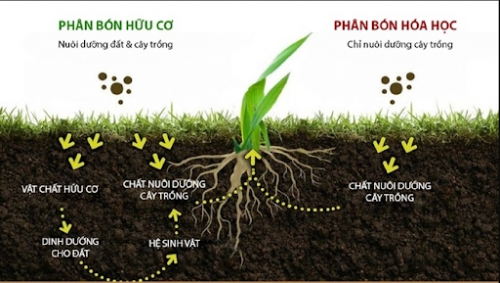 Xử lý đất trồng bị thừa phân, thừa dinh dưỡng như thế nào?