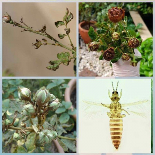 Top 03 loại thuốc trị bọ trĩ trên hoa hồng hiệu quả nhất