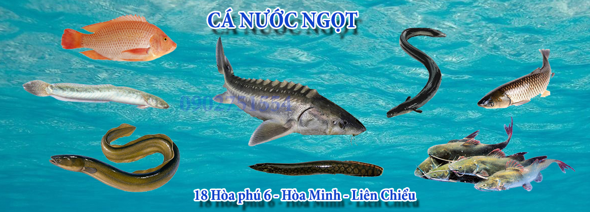 cá nước ngọt