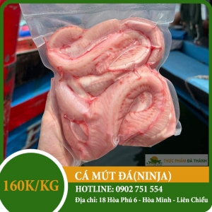 Cá mút đá Cá mút đá