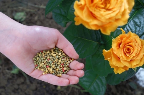 Cách phục hồi và chăm sóc cây hoa hồng sau tết Cách phục hồi và chăm sóc cây hoa hồng sau tết