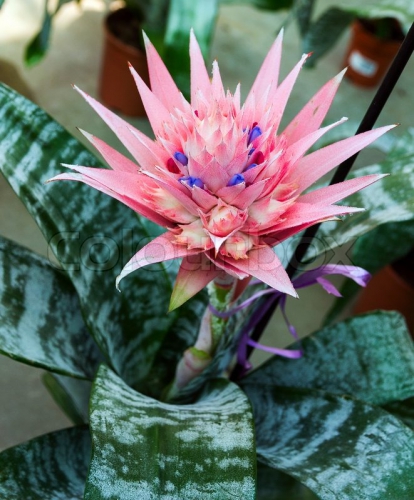 Cách trồng cây dứa gai hồng Aechmea fasciata Cách trồng cây dứa gai hồng Aechmea fasciata