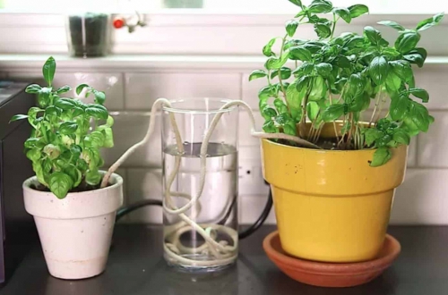 Cách tưới nước cho cây khi vắng nhà Cách tưới nước cho cây khi vắng nhà