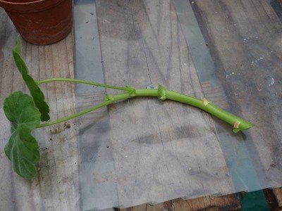 cach-trong-cham-soc-hoa-phong-lu